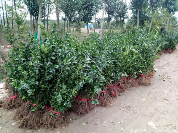 大葉黃楊苗圖片基地實(shí)拍 大葉黃楊苗圖片基地實(shí)拍