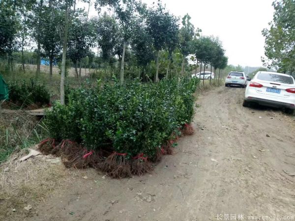 大葉黃楊苗圖片基地實(shí)拍 大葉黃楊苗圖片基地實(shí)拍