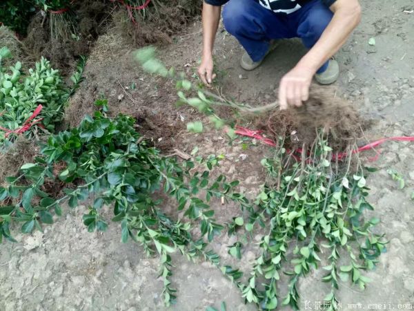 大葉黃楊苗圖片基地實(shí)拍 大葉黃楊苗圖片基地實(shí)拍