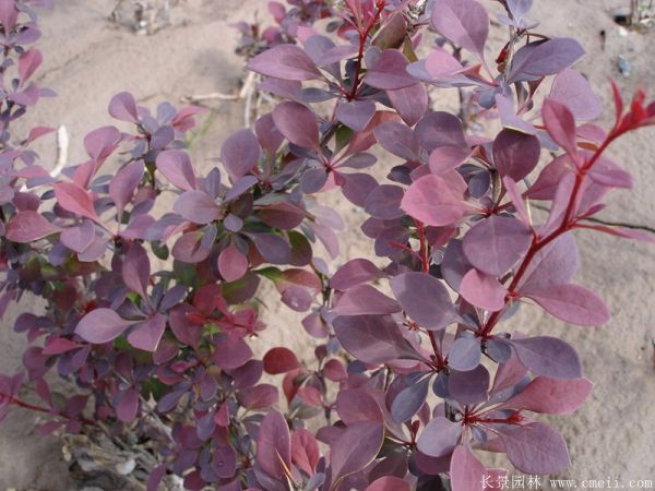 紅葉小檗圖片基地實(shí)拍 紅葉小檗圖片基地實(shí)拍
