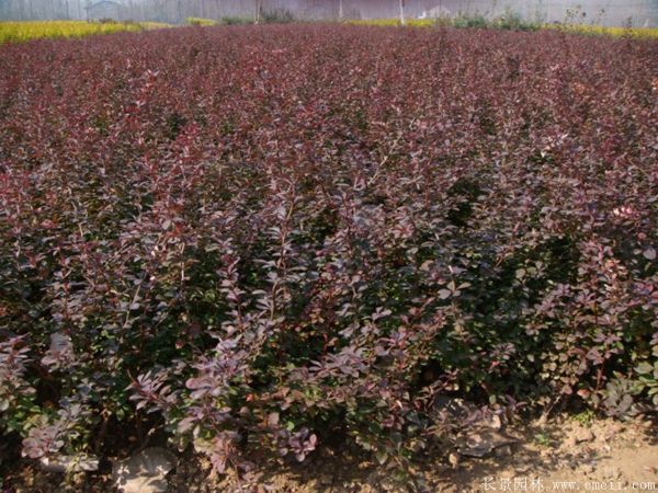 紅葉小檗圖片基地實(shí)拍 紅葉小檗圖片基地實(shí)拍