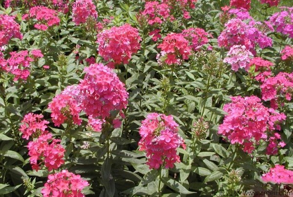 五色梅種子發(fā)芽出苗開花圖片 五色梅種子發(fā)芽出苗開花圖片