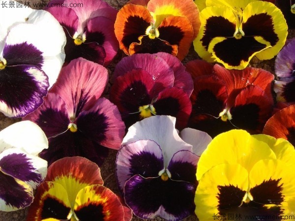 三色旋花種子發(fā)芽出苗開花圖片 三色旋花種子發(fā)芽出苗開花圖片