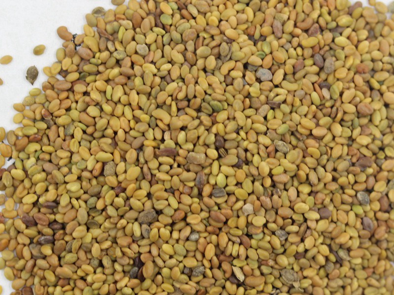 黃花草木樨種子 黃花草木樨種子