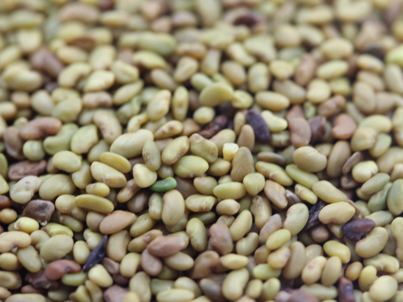 紫花苜蓿種子 紫花苜蓿種子