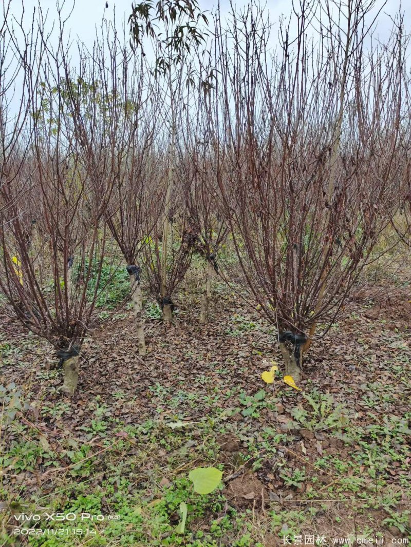 叢生榆葉梅 叢生榆葉梅